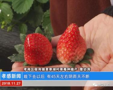乡村见闻|麦草湖纪事（下）