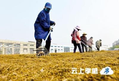 安陆医药企业助农增收