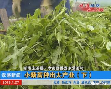 新春走基层·孝南区卧龙乡澴西村|小藜蒿种出大产业（下）