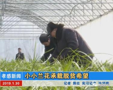 小小兰花承载脱贫希望