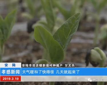 ▷安陆：农技人员下乡指导灾后蔬菜生产