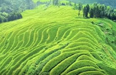 植树节宣传片 | 带着地球去远方 