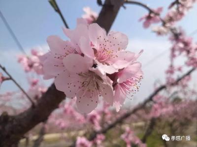 孝感杨店桃花节开幕 十里桃林美不胜收