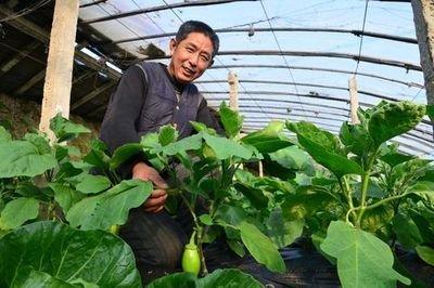 云梦：蔬菜合作社 带动村民致富