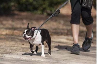 孝感养犬新规来了… 这些事再不做将被重罚，这件事儿你怎么看？