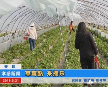 吃货有福啦！安陆：草莓熟 采摘乐