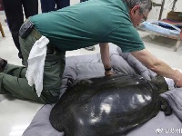 斑鳖人工受精时死亡 世界仅剩3只