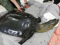 斑鳖人工受精时死亡 世界仅剩3只