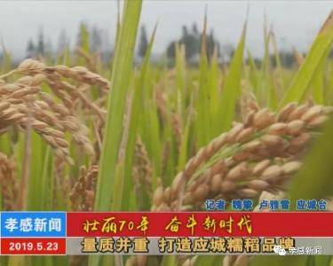 壮丽70年 奋斗新时代|量质并重 打造应城糯稻品牌