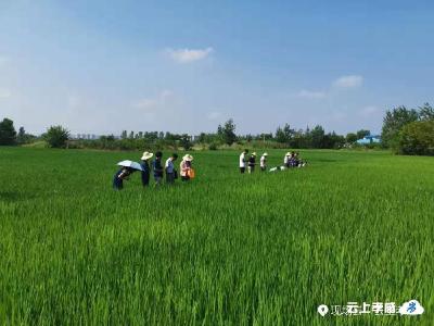 孝南区水稻病虫害暨草地贪夜蛾防控现场会召开