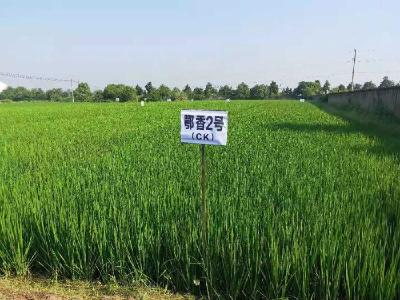 孝南区召开全区农业绿色高产高效创建暨草地贪夜蛾防控工作