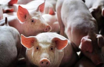 孝感养猪福利来了！支持养猪，湖北省里最高补助200万元！