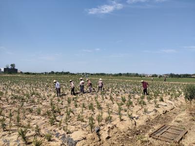 国庆村：打造“飘香产业” 乡亲共同奔富路