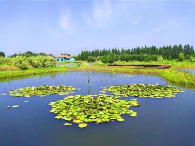  退耕还湿后，“消失”的朱湖回来了，农民收入不减反增