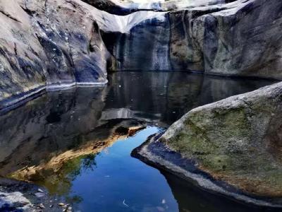 大悟首次发现世界级濒临物种、“水中大熊猫”桃花水母