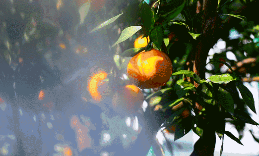 孝感这几样“秋味”太馋人！全都吃过你的秋天才算完整~