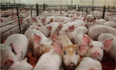 武汉七条新政扶持生猪生产保障市场供应 