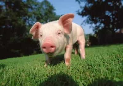 农业农村部部长韩长赋：本月以来，生猪和猪肉价格已开始回落