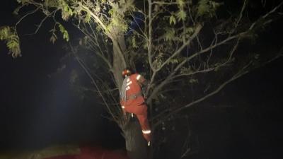 ​被困10米高大树 消防员攀爬救人