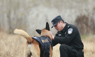 走进警犬训练营 探访警队里的特殊“警员”