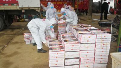 重庆市巫山县团委25吨橙子到达孝感