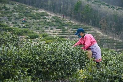 大悟春茶开采