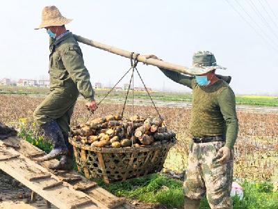 湖北汉川刘家隔镇一手抓疫情防控 一手抓生产发展