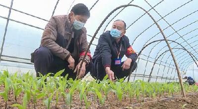 湖北应城：加强农业生产 