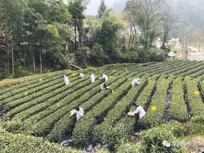 孝昌｜孝昌周巷引导73家企业复工复产，带动810户贫困户就业！