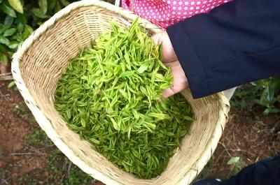 大悟｜大悟县茶叶局：疫情防控不松劲 茶叶生产不误时