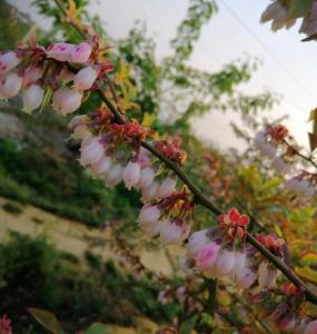 孝昌|蓝莓花开香袭人 亭亭玉立别样美