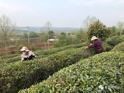 孝昌 | 孝昌：“明前茶”香满山，群众采摘忙！