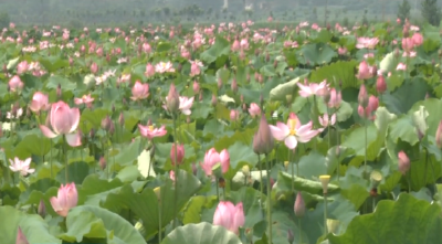 孝昌丨花园镇：百亩莲花盛放 “荷”你相约正当时