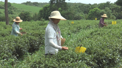 孝昌三季“茶”的致富经！