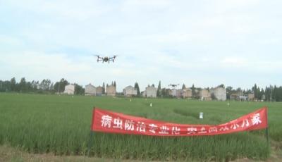 云梦：绿色防控与统防统治融合助推农业健康发展