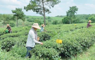 湖北孝昌：夏茶采摘助农增收 