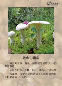 吃了一顿午饭，一家三口被毒倒！这东西太毒了