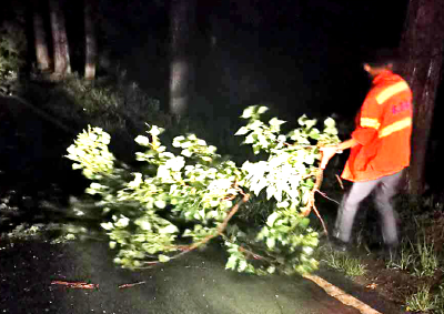 孝昌|行道树被风刮倒 养护工人冒雨夜排险保畅通