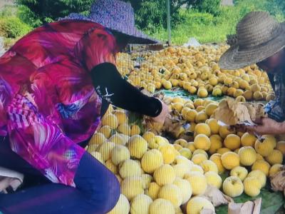 黄桃熟了，采摘忙 |孝南区三汊镇的黄桃陆续成熟上市