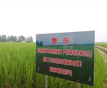湖北孝感：全力以赴“虫口夺粮”保丰收