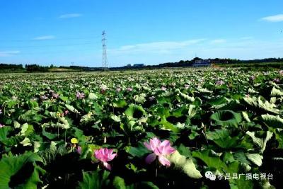 “花”样小康，看看孝昌这个村！