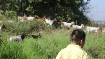 “头羊”奔小康