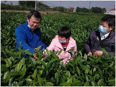 孝感市审计局关注茶叶绿色生产示范项目促进现代农业高质量发展