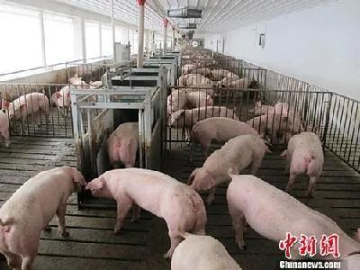 肉价连降9周，元旦、春节咱能吃得起猪肉吗？