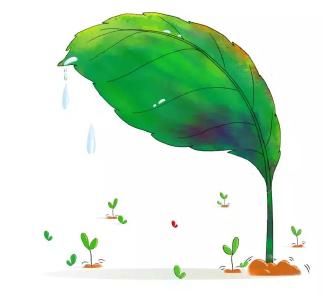 你在网上种梭梭树，他在戈壁沙漠种了18年