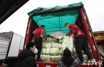千里驰援，雪中送“菜” 湖北爱心企业为石家庄捐赠68.7吨爱心蔬菜