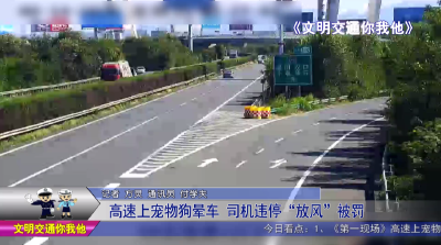 高速上宠物狗晕车   司机违停“放风”被罚 