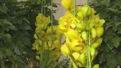花卉飘香迎新年