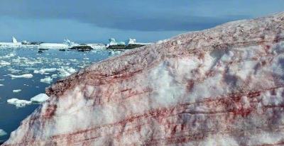 警惕！南极又出现红色的雪……