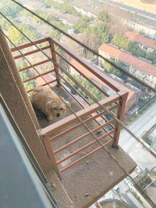 小狗被困空调架5天 消防人员上门将其救出